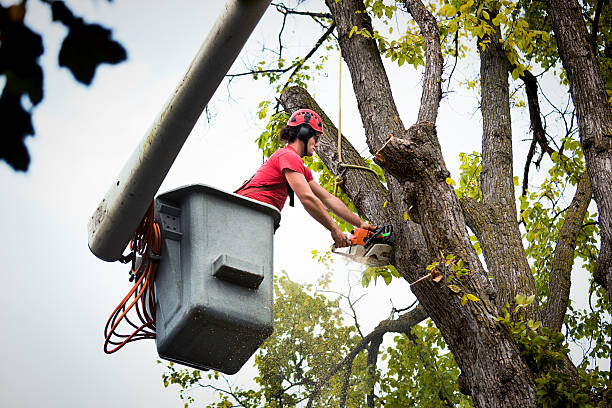 The Steps Involved in Our Tree Care Process in Lake Delton, WI